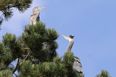Ardea cinerea