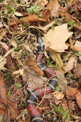 Pliocercus elapoides