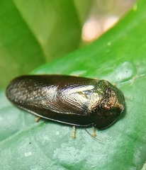 Perisphaerus