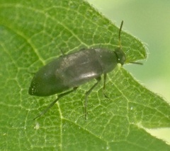 Anaspis rufilabris