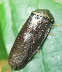 Perisphaerus