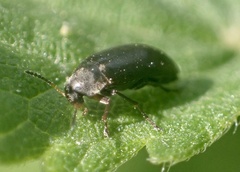 Anaspis rufilabris