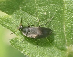 Anaspis rufilabris