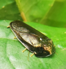 Perisphaerus