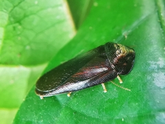 Perisphaerus