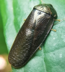 Perisphaerus