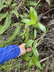 Kadua