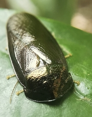 Perisphaerus