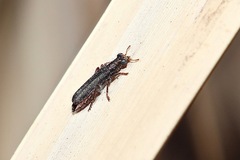 Lemidia subaenea