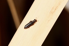 Lemidia subaenea