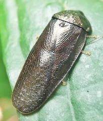 Perisphaerus
