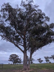 Eucalyptus microcarpa