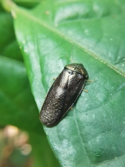 Perisphaerus