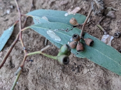 Eucalyptus microcarpa