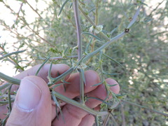 Salsola tragus