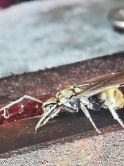 Polyrhachis beccarii