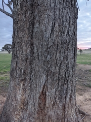 Eucalyptus microcarpa