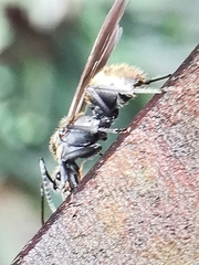 Polyrhachis beccarii