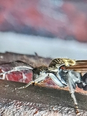 Polyrhachis beccarii