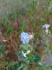 Silene latifolia