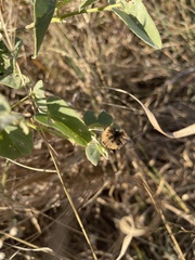 Abutilon austro-africanum