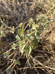 Abutilon austro-africanum