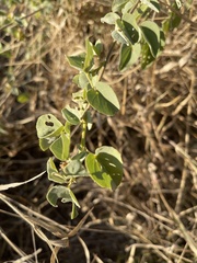 Abutilon austro-africanum