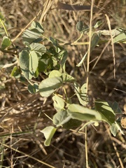 Abutilon austro-africanum