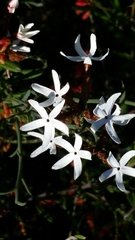 Lysinema pentapetalum