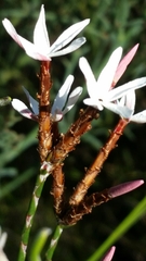 Lysinema pentapetalum