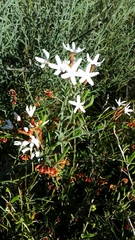 Lysinema pentapetalum
