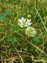 Trifolium repens