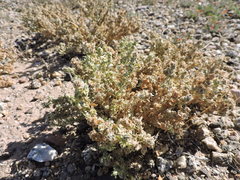 Atriplex elegans