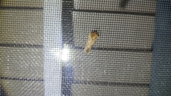 Acrolophus arcanella