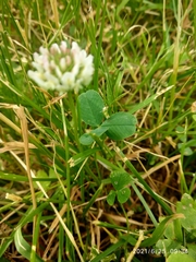 Trifolium repens