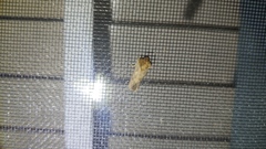 Acrolophus arcanella