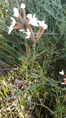 Lysinema pentapetalum