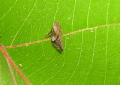 Clovia