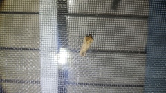 Acrolophus arcanella