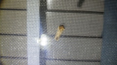 Acrolophus arcanella