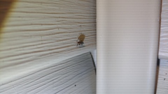 Placopterus thoracicus