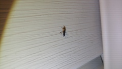 Placopterus thoracicus