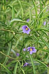 Solanum simile