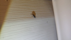 Placopterus thoracicus