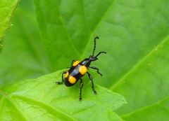 Lilioceris quadripustulata