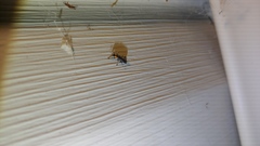 Placopterus thoracicus