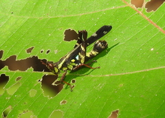 Erianthus versicolor