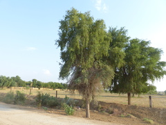 Prosopis cineraria