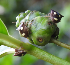 Paracritheus trimaculatus
