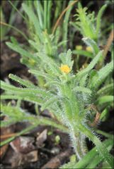 Podotheca angustifolia